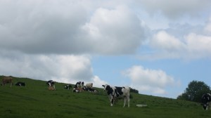 A cow in King Arthur’s court.