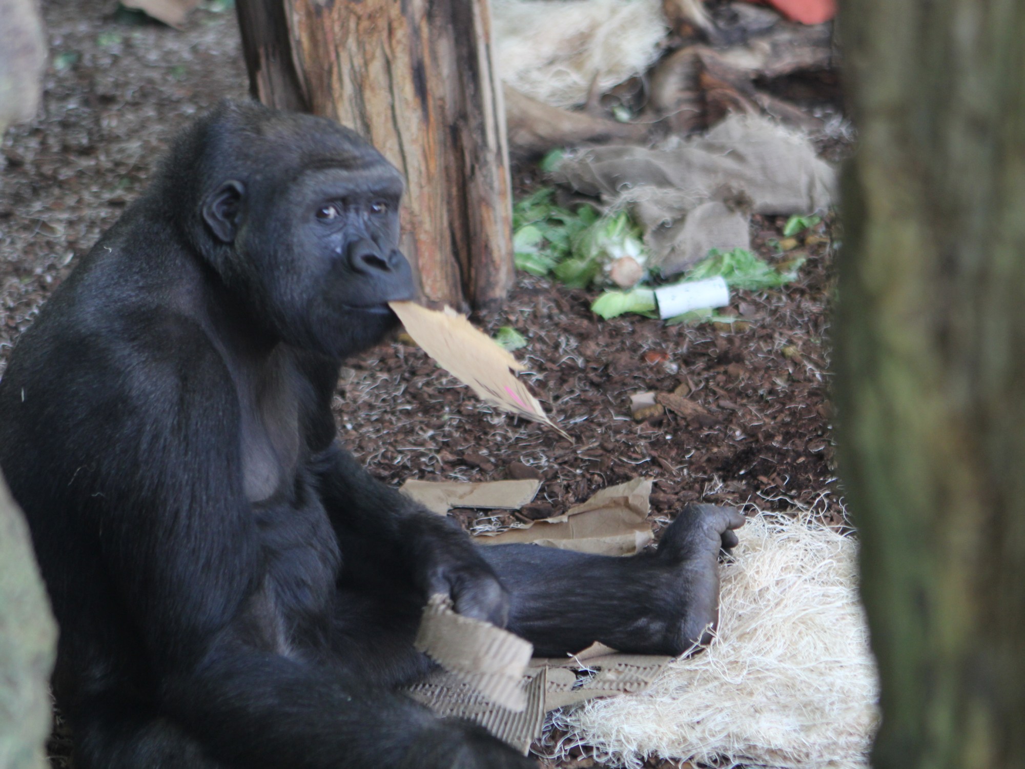 Gorilla eating cardboard at the Lincoln Park Zoo