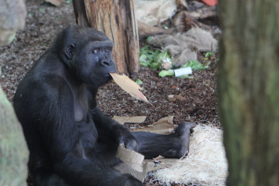 Gorilla at the Lincoln Park Zoo