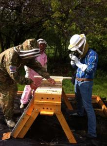 Matt and Tiffany show me how a Top Bar hive works. In it, the bees hang their comb from little slats on the ceiling, rather than in frames like the traditional Langstroth hives. Top Bar hives are supposed to be more natural, and they were created by missionaries for use in developing countries.