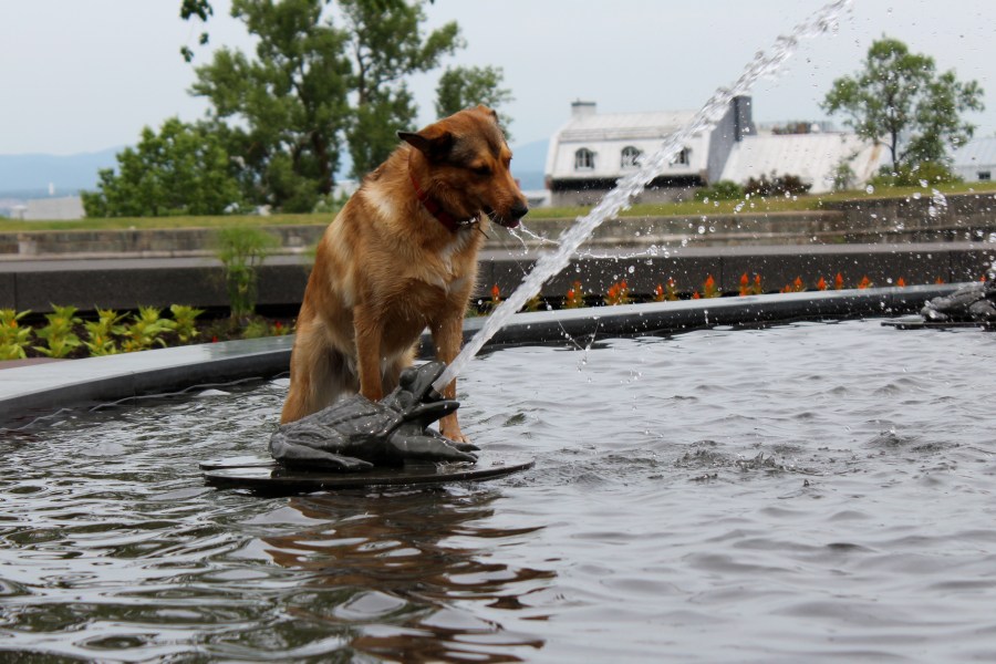 A chien québécois quenches his thirst in the Fontaine de Tourny in front of the Parlaiment building in Québec City.