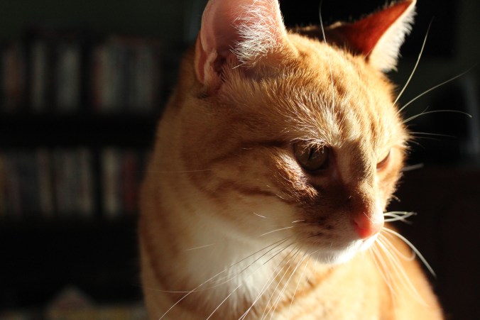 An historic Hermcoming