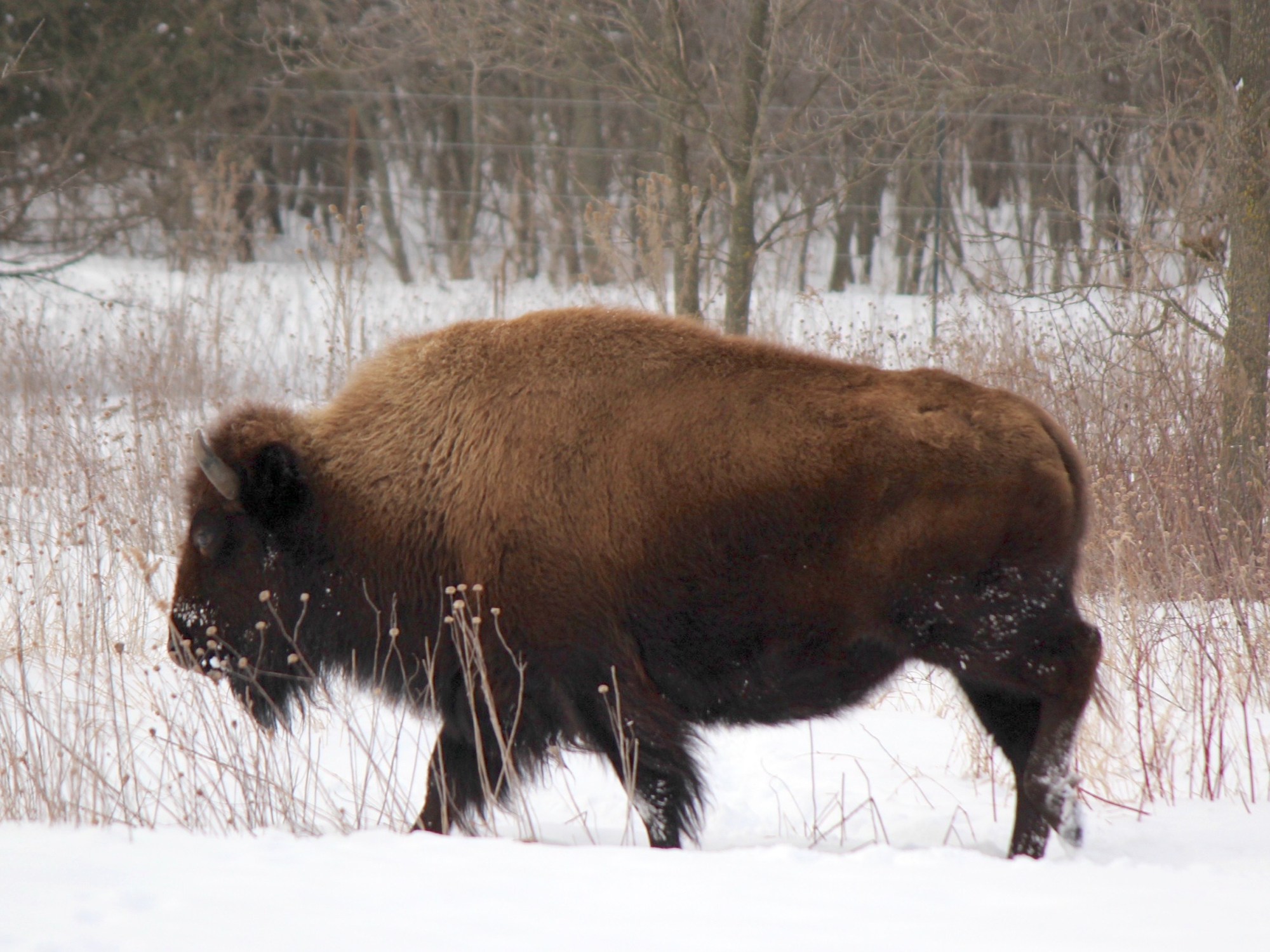 Minneopa bison