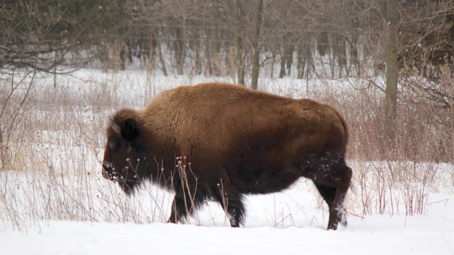 minneola state park bison