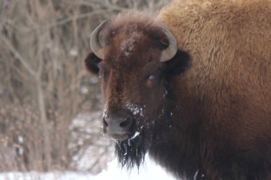 bison at Minneopa state park