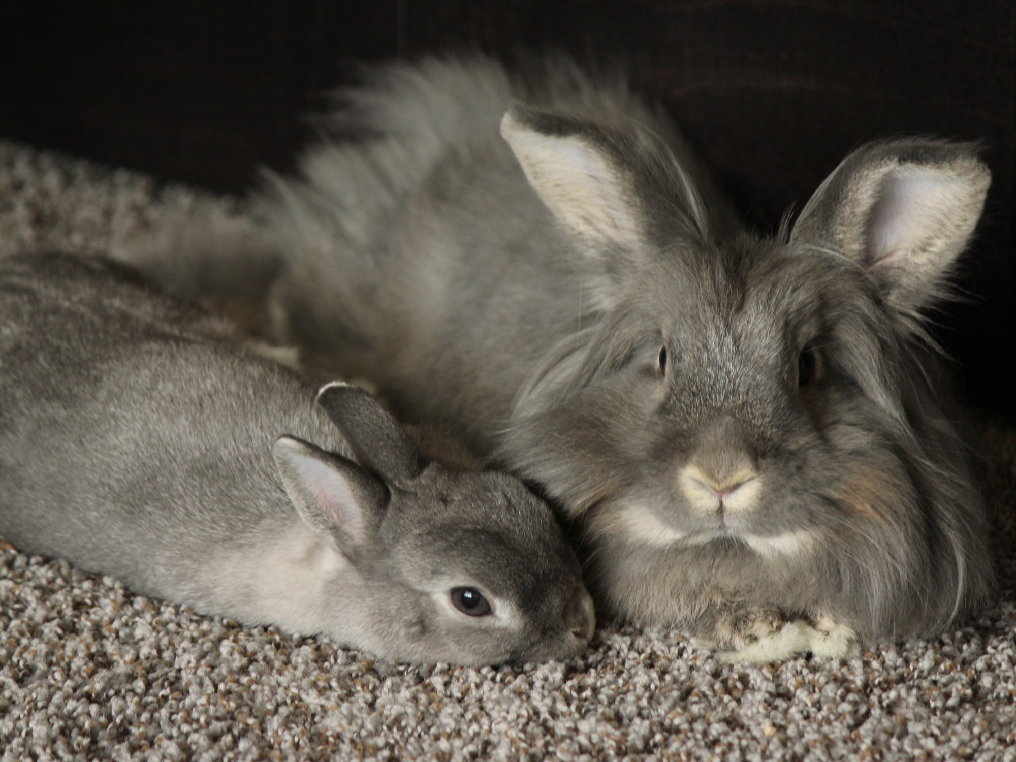 Rabbits are awesome as pets.