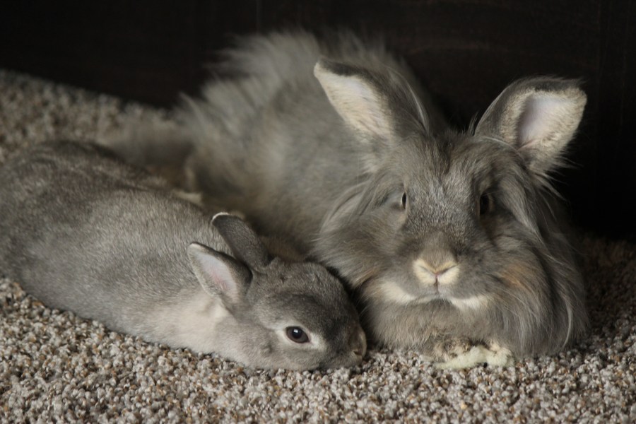 pet house rabbits