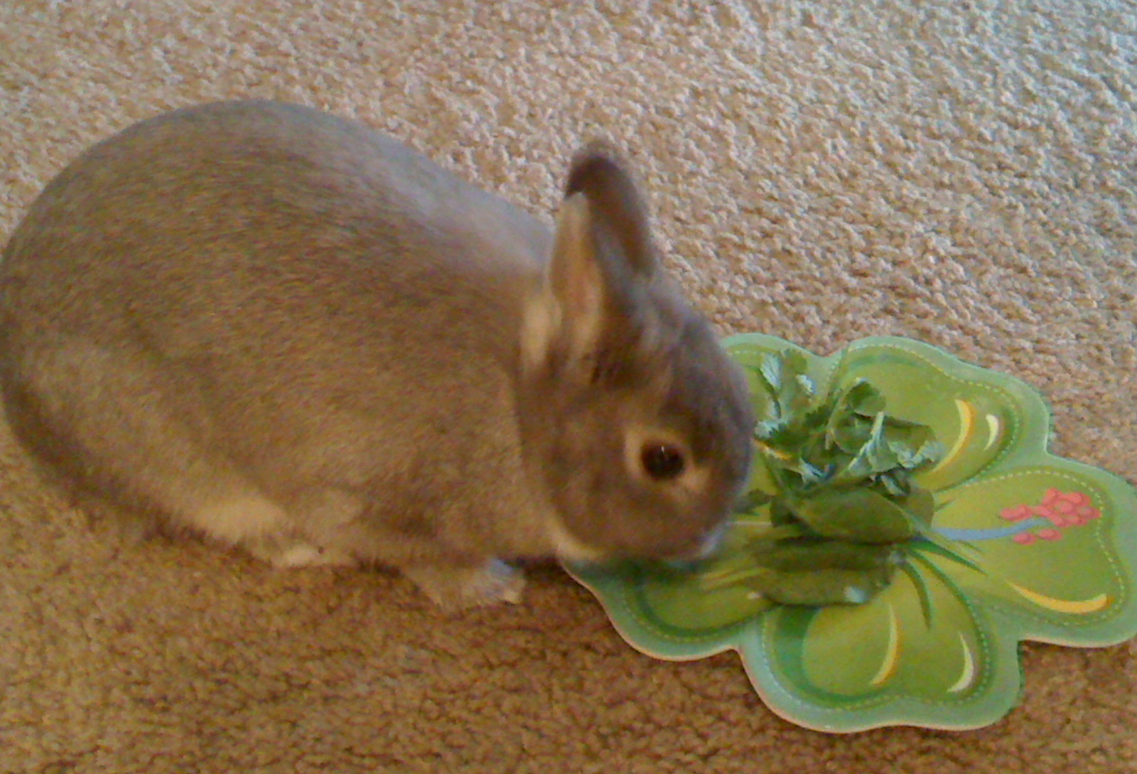 Rabbit eats spinach from plate