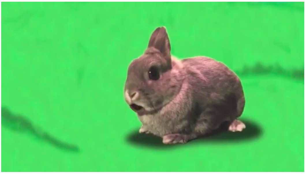Henry the rabbit in a movie