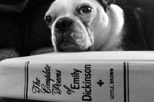 Dog with Emily Dickinson book